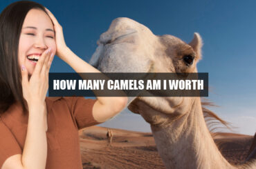 how many camels am i worth