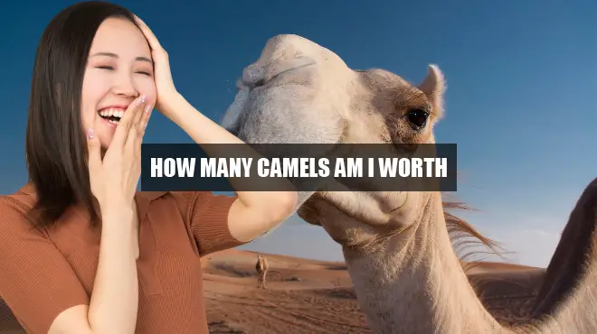 how many camels am i worth