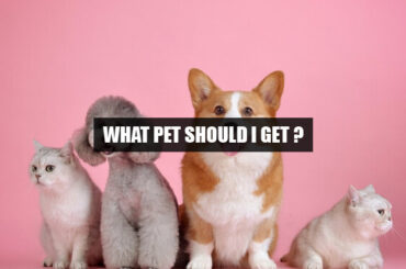 what pet should i get