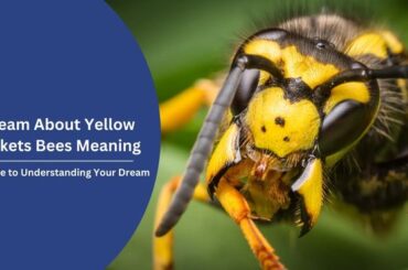 Dream About Yellow Jackets Bees Meaning