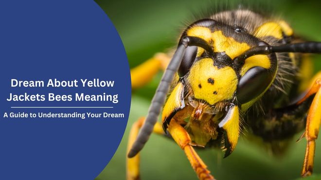 Dream About Yellow Jackets Bees Meaning