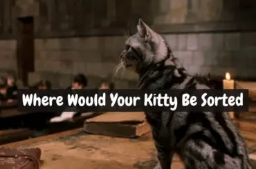 Which Harry Potter House Does Your Cat Belong In