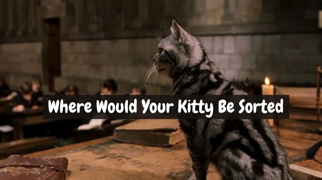 Which Harry Potter House Does Your Cat Belong In