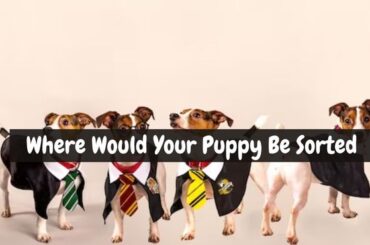 Which Hogwarts House Does Your Dog Belong In