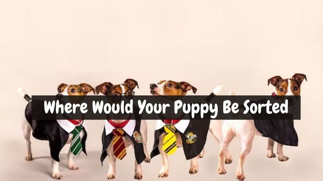 Which Hogwarts House Does Your Dog Belong In