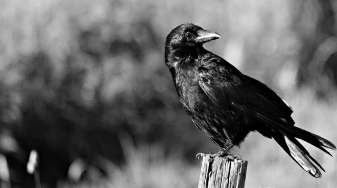Injured Crow Dream Meaning
