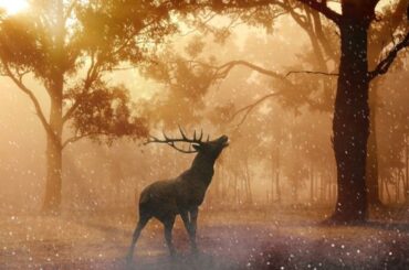 deer attack dream meaning