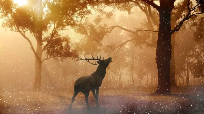 deer attack dream meaning