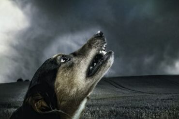 dog howling in dream