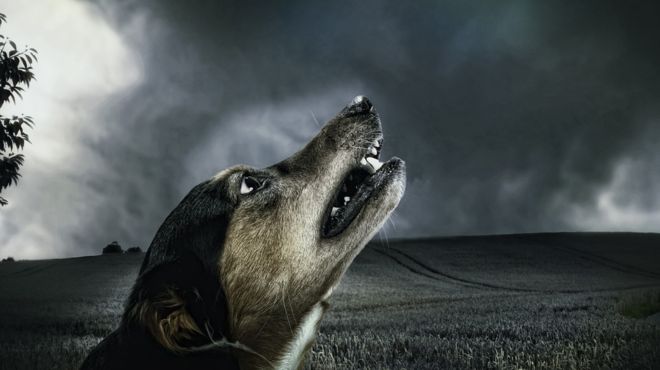 dog howling in dream