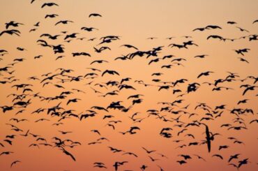 flock of birds dream meaning