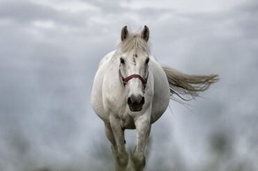 flying white horse dream interpretation
