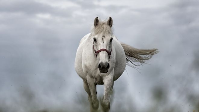 flying white horse dream interpretation